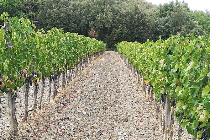 "Ramble Through The Rolling Hills Of Chianti" with lunch & Wine Tastings - The Final Winery Stop: Chianti Classico and the Gallo Nero Seal