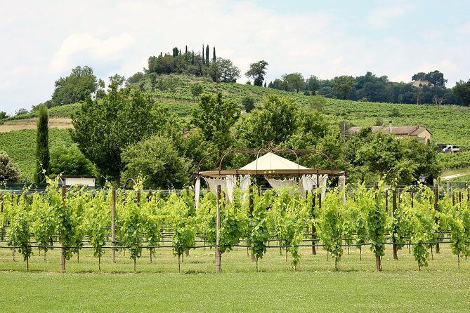 Romantic Lunch in the Vine Rows in Tuscany - Wine tasting: current wines plus reserve bottles