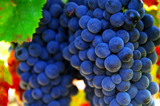 San Gimignano and Chianti Classico Wine and Food PRIVATE TOUR from SIENA - Who This Tour Suits Best (and When to Consider a Different Plan)