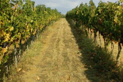 San Gimignano and Chianti tour - The scenic Chiantigiana drive on Strada Statale 222