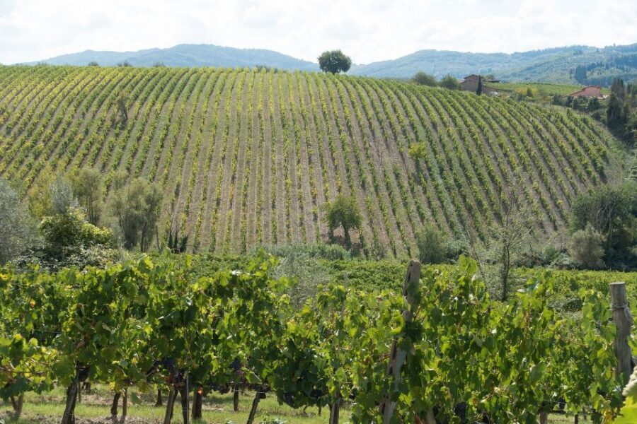 San Gimignano: Chianti wine tasting experience - Family-Run Azienda Agricola Fontaleoni, Steps from San Gimignano