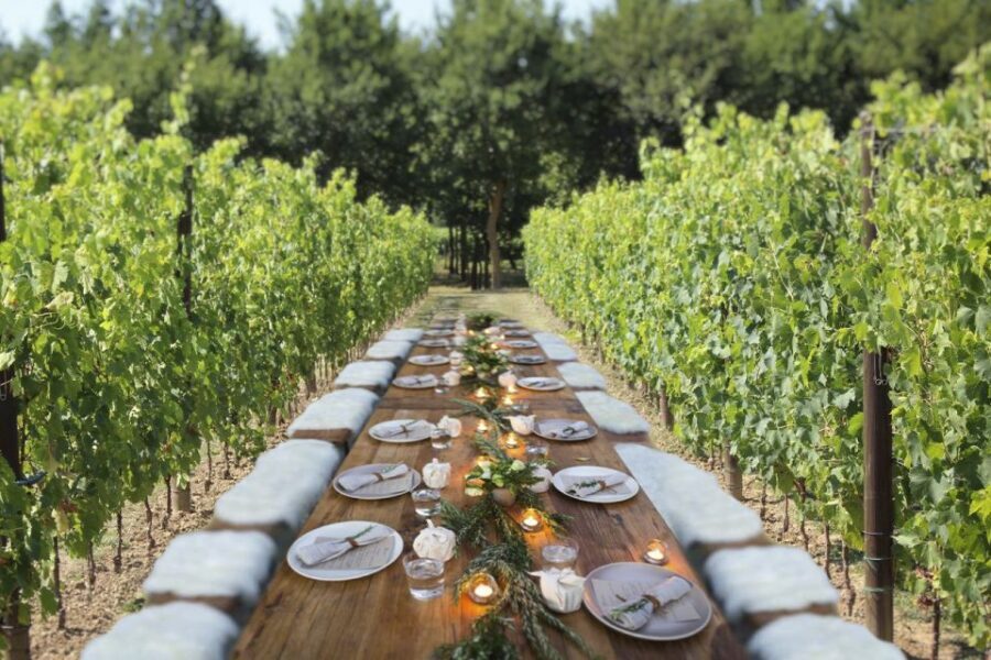 San Gimignano: Romantic Vineyard Dinner - San Gimignano Vine Rows at Tenuta Torciano: What Makes It Feel Different
