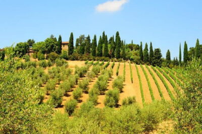 San Gimignano, Siena, Monteriggioni: Fully Escorted Tour, Lunch & Wine Tasting - Price and value: why $95.58 can make sense