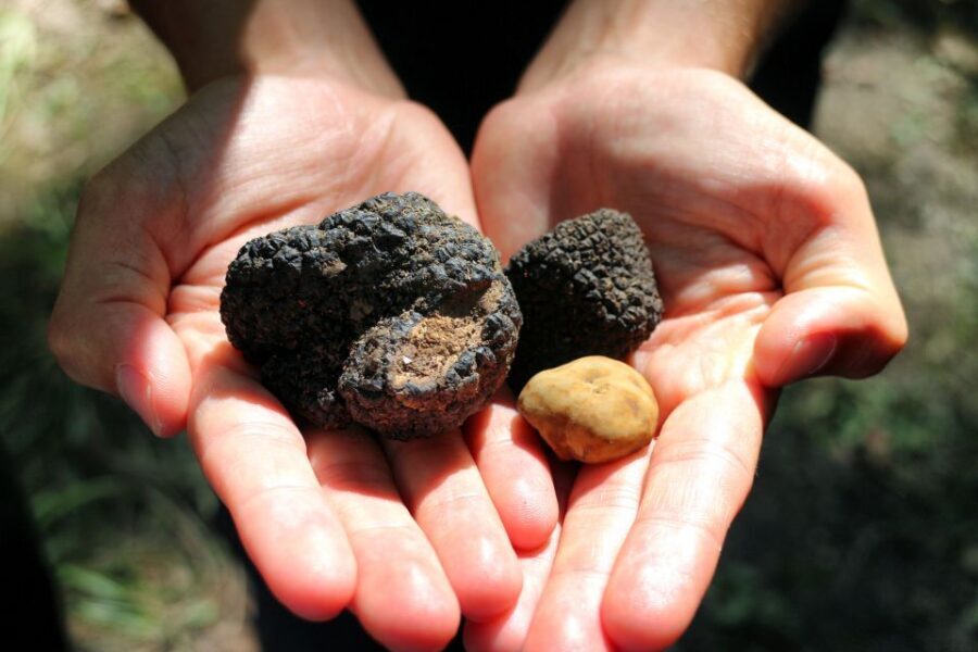 San Gimignano: Truffle Cooking Class with Wine Tasting - Cooking Together: Traditional Tuscan, Not Just Fancy