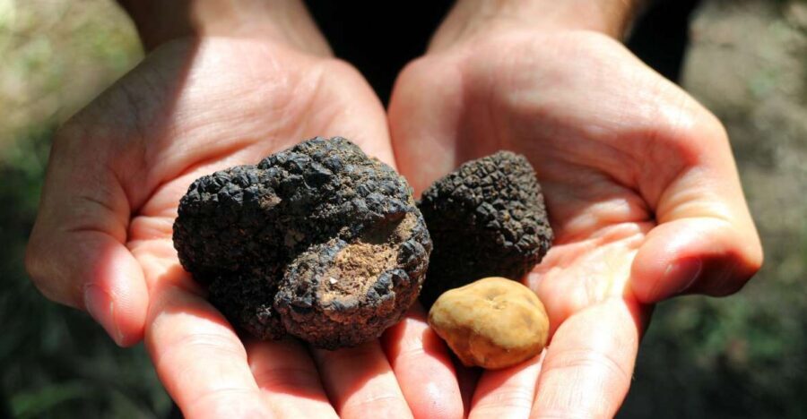 San Gimignano: Truffle Cooking Class with Wine Tasting - The Truffle Lesson: From Growth to Knife Skills