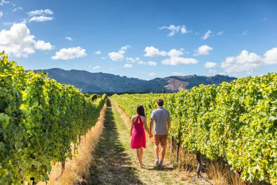 San Gimignano: Vineyard Walk with Wine Tasting in winery - Tenuta Torciano’s spiral vineyard: the walk that changes how you see vines