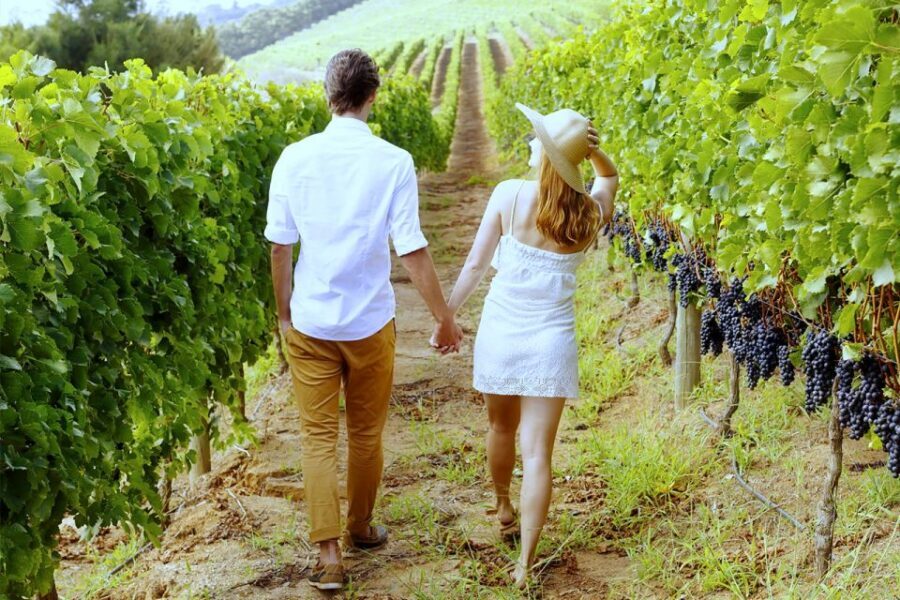 San Gimignano: Vineyard Walk with Wine Tasting in winery - Where you start: Tenuta Torciano Winery, and why meeting point matters