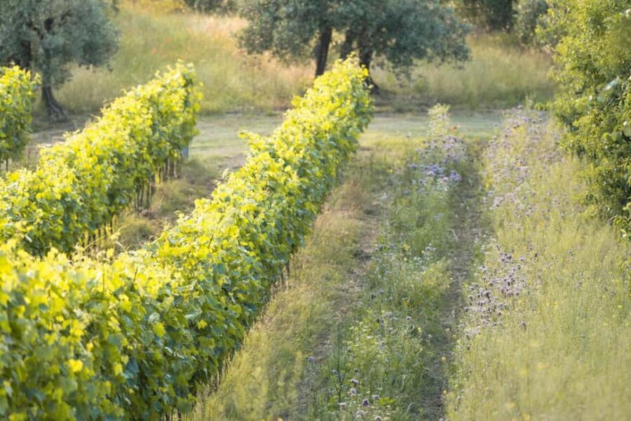 San Gimignano: Wine and Food Tasting in a Family Winery - Casa Lucii in San Gimignano: a very specific kind of wine tour