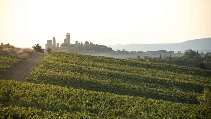San Gimignano: Wine and Food Tasting in a Family Winery - The tasting line-up: 8 organic wines and what each one signals