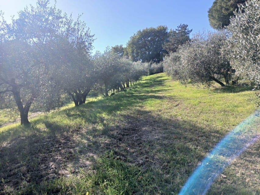 San Gimignano: Winery Visit with Picnic in Olive Grove - Key Things You’ll Really Notice