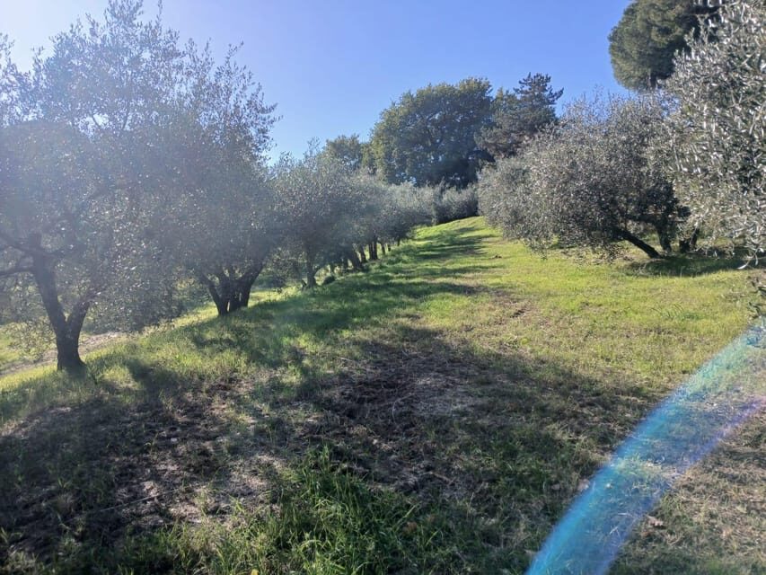 San Gimignano: Winery Visit with Picnic in Olive Grove - How the Two Hours Typically Feel on the Ground