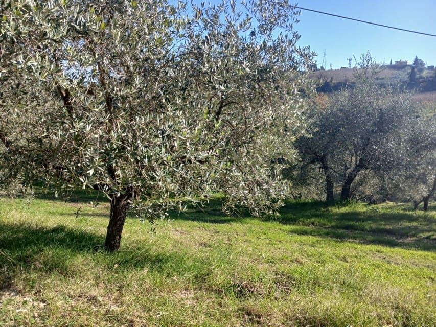 San Gimignano: Winery Visit with Picnic in Olive Grove - Value Check: Is $59 a Good Deal?