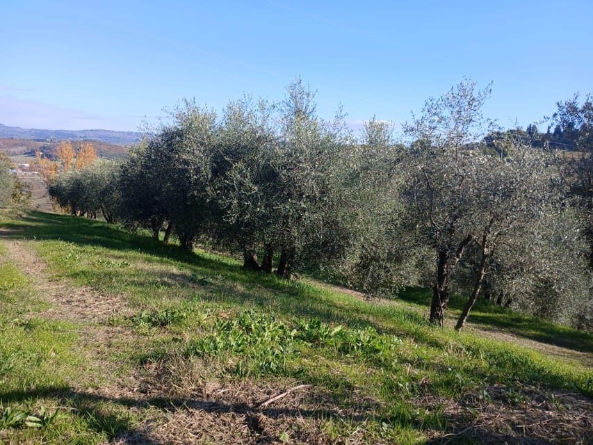 San Gimignano: Winery Visit with Picnic in Olive Grove - Timing, Weather, and Comfort Tips