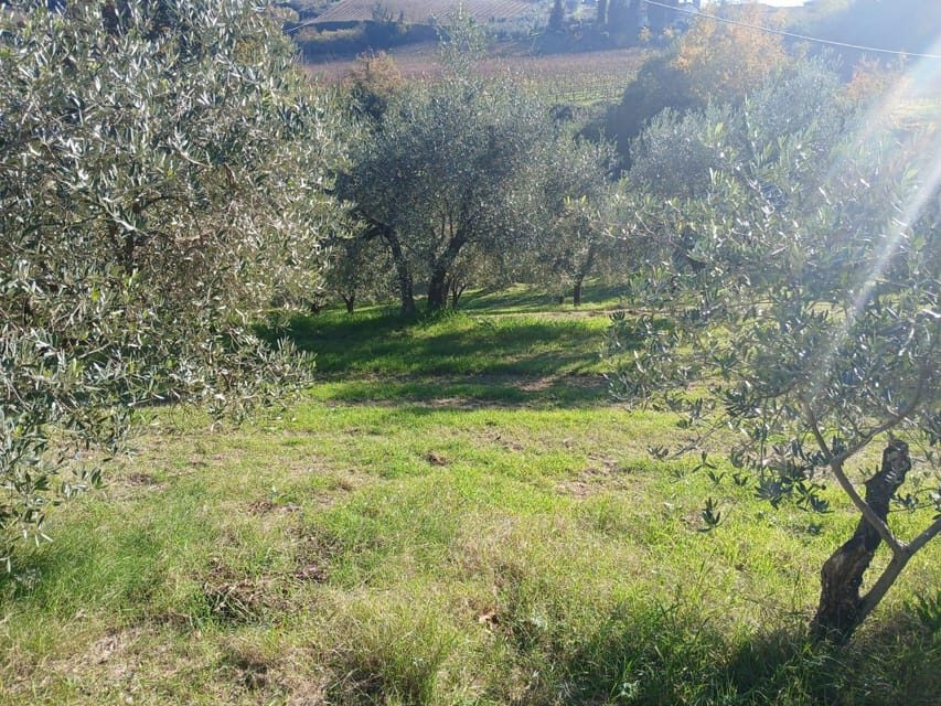 San Gimignano: Winery Visit with Picnic in Olive Grove - Your Picnic Basket: Wine, Pappa al Pomodoro, and More