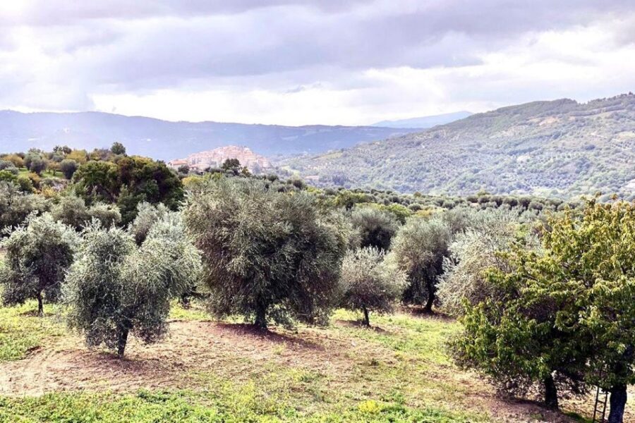 Seggiano: Typical Tuscan Farm Tour with Olive Oil Tasting - Key Things That Make This Farm Tour Worth Your Time