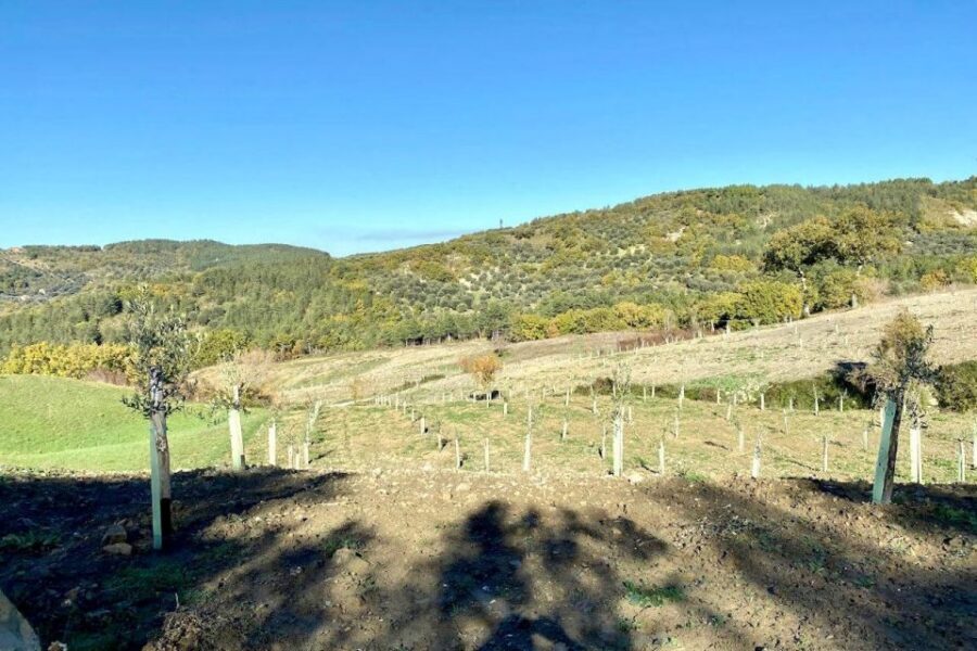Seggiano: Typical Tuscan Farm Tour with Olive Oil Tasting - Why the Guide’s Q&A Makes This Tour Feel Personal