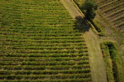 Signature Brunello di Montalcino Wine Tour from Siena - Meeting Point and Getting On the Right Bus (Without Drama)