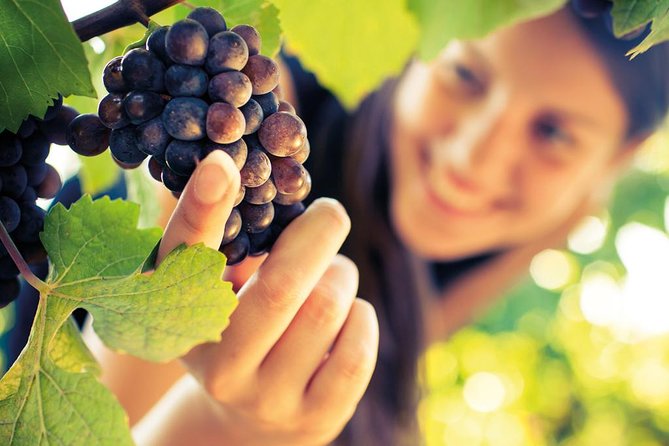 Signature Brunello di Montalcino Wine Tour from Siena - Food, Wine Pours, and the Value Question