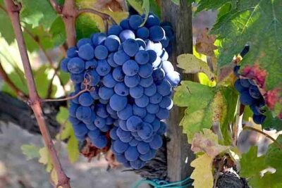 Small-Group Brunello Wine Tour of Montalcino from Florence - Small-group Brunello: why eight people matters