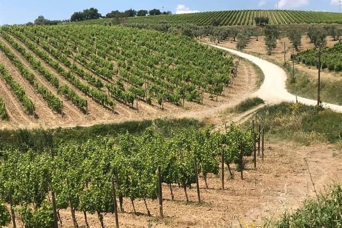 Small group Chianti-side wine tour with Mercedes V class Van - Pricing and Value: What $336.41 Buys You (and Why It’s Not Just the Wine)