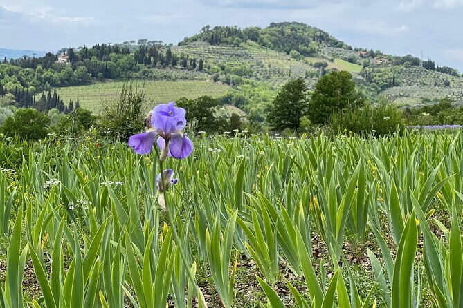 SMALL GROUP Chianti Tradition wine tour (max 8 pp) - Getting from Florence: How the 9:15 Start Works for a Full Day