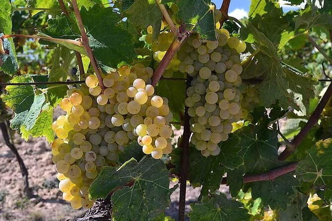Small-Group Vernaccia di San Gimignano Wine Tour - White and Red Wines - What to expect from the timing and transport