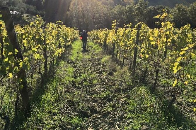 Super Tuscan & IGT wines, Evo Oil & Balsamic Vinegar Tasting - Price and Value: Is $82.84 Worth It?