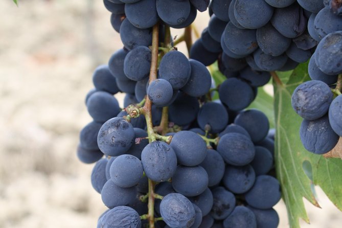 Super Tuscan & IGT wines, Evo Oil & Balsamic Vinegar Tasting - Should You Book This Super Tuscan, Evo Oil, and Balsamic Tasting?