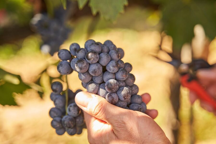 Tasting and Tour Vino Nobile di Montepulciano - Timing and practical flow: what 1.5 hours feels like