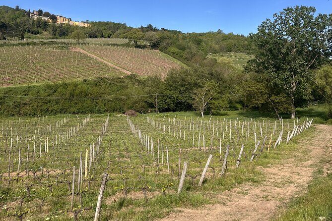 Tasting in a Tuscan Vineyard with transfer from Pisa - Timing tip: plan for a flexible return to Pisa