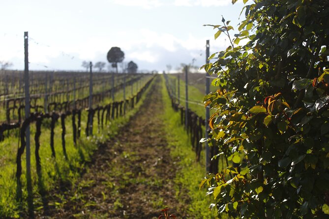 Tasting Selection of 4 wines in Montefalco - Key highlights you’ll care about