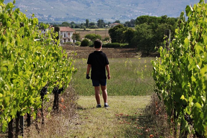 Tasting Selection of 4 wines in Montefalco - Trebbiano Spoletino: the white that sets the stage