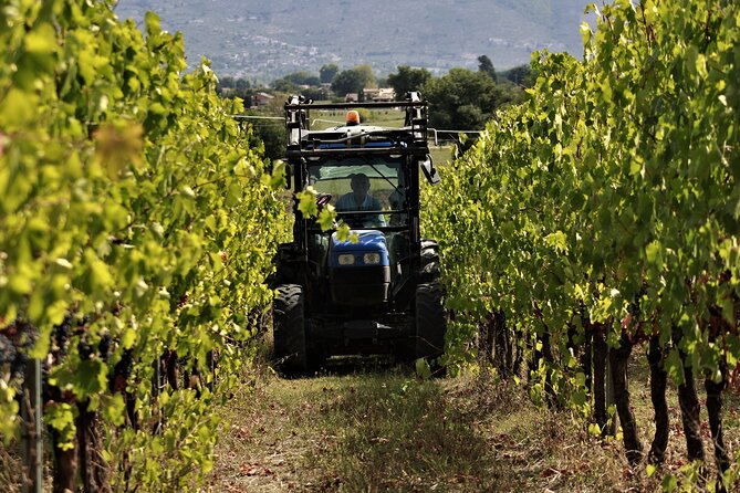 Tasting Selection of 4 wines in Montefalco - Montefalco Rosso: your bridge into Sagrantino