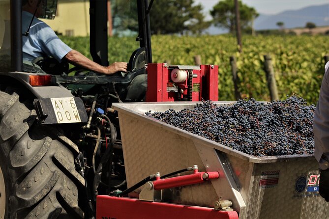 Tasting Selection of 4 wines in Montefalco - Montefalco Sagrantino: intensity explained through vineyard and cellar choices