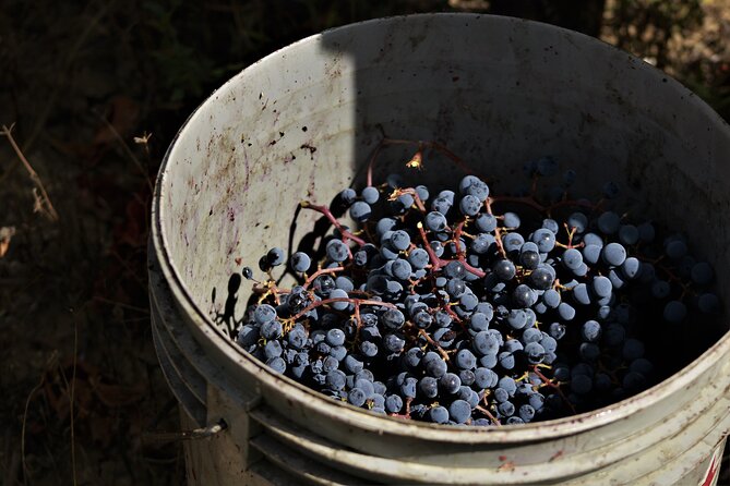 Tasting Selection of 4 wines in Montefalco - Montefalco Sagrantino Passito: the sweet side of the same story