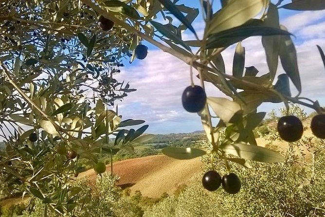 The Maremma - Why Maremma Feels Different From “Typical Tuscany”