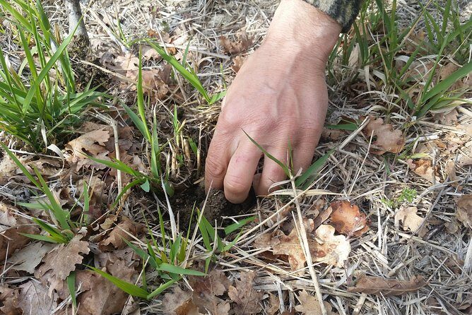 Truffle Hunt & Bio Lunch in Assisi - The Umbria truffle hunt: learning the forest with trained dogs