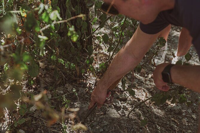 Truffle Hunt in Tuscany - Where the truffle hunt actually happens: Volterra countryside basics