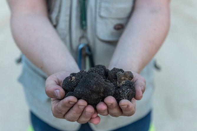 Truffle hunting - Key things to know before you go