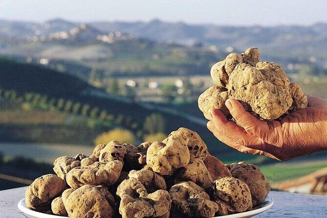 Truffle hunting and lunch experience, with Vinci and winery. - Chianti tasting at a family-run cellar with an enologist