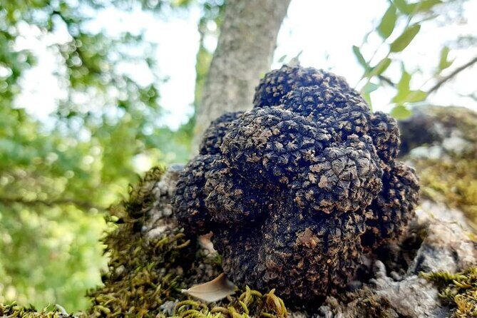 Truffle Hunting Experience in Assisi - Key Highlights to Know Before You Go