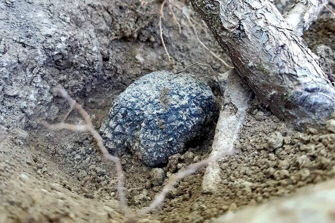 Truffle Hunting Experience in Assisi - How Truffle Hunting Works Around Assisi (And Why It’s Fun)