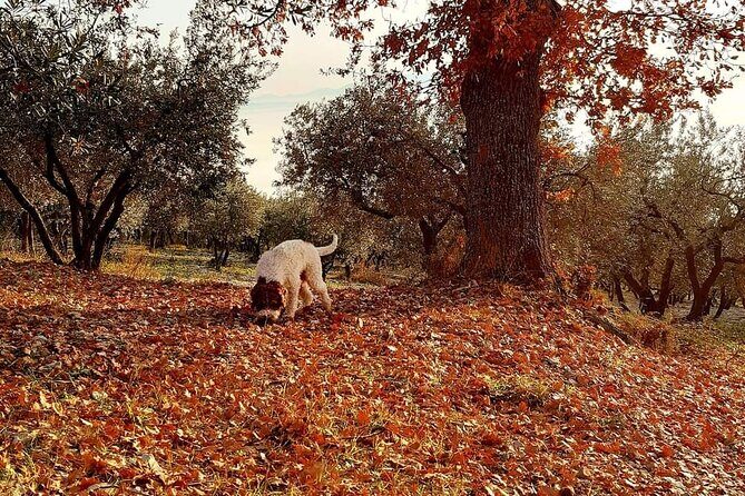 Truffle Hunting Experience in Assisi - Optional Truffle Tasting and Umbrian Wine: Is It Worth Adding?