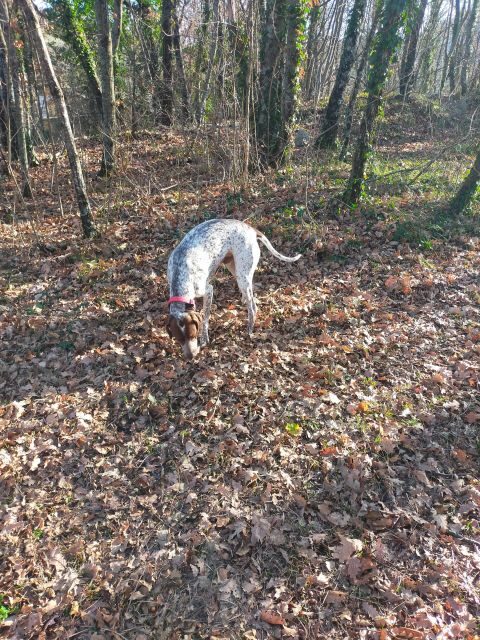 Truffle Hunting Experience with a Guide - Who this truffle hunt suits best (and who should think twice)