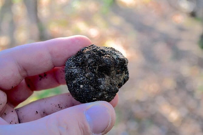 Truffle Hunting Experience with Lunch in San Miniato - The hunt isn’t long, so make it count