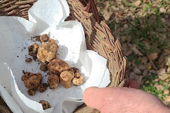 Truffle Hunting in Chianti, pasta class and lunch - Key highlights you should care about