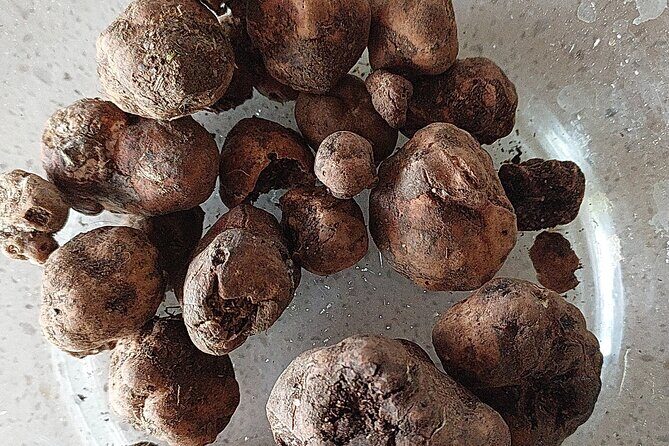 Truffle Hunting in Chianti, pasta class and lunch - From forest to kitchen: making fresh tagliatelle at Cofferi1242