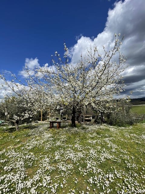 Truffle hunting in Chianti with pasta cooking class & lunch - If you do only one thing in Chianti: my booking advice