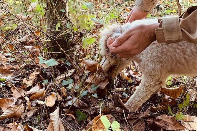 Truffle Hunting in San Miniato in Tuscany with Tasting - Walking Into the Woods: What the Hunt Actually Teaches