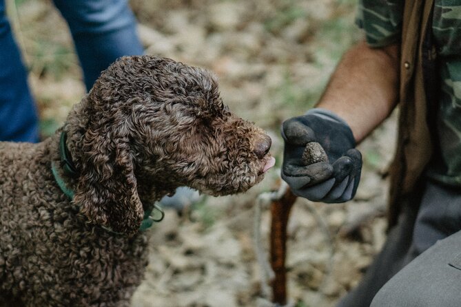 Truffle Hunting in Tuscany - Key highlights to know before you go